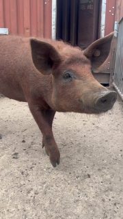 Wir wollen DANKE sagen für über 2000 Follower.💚 Wir verlosen einen Gutschein für unseren Hofladen im Wert von 100€.🎁 Was ihr dafür tun müsst:
1. Folgt unserem Account.
2. Liked diesen Beitrag.
3. Kommentiert mit wem ihr mal die Wollschweine besuchen wollt.🐖
Das Gewinnspiel endet am Sonntag, den 20. Juli 2025. Wir wünschen allen viel Erfolg😉🍀