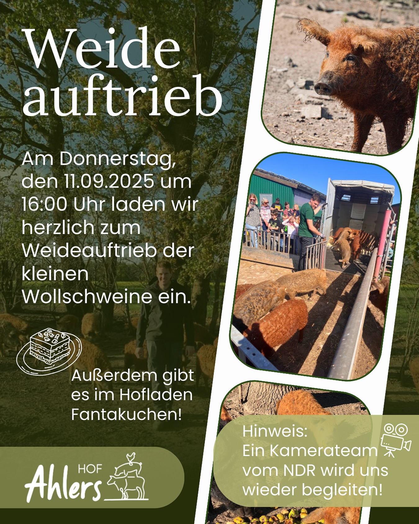 Wir laden zum nächsten Weideauftrieb am kommenden Donnerstag ein! Es ist wieder so weit und die Ferkel sind groß genug, dass sie auf die Weide können.🐷🌱Kommt gerne um 16 Uhr vorbei!🤗