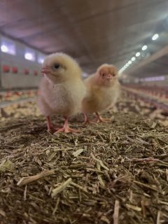 Es sind wieder Hähnchen eingezogen🐥🙌🏼 #kükenalarm