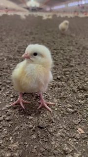 Es sind wieder Küken im Stall!🐣 #kükenalarm #dörpen #kükenglück #emsland #einstallen